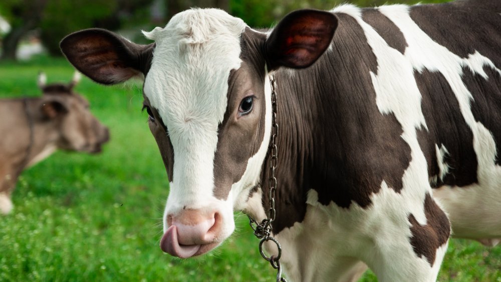 Cow