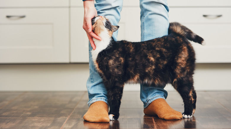 Woman petting cat