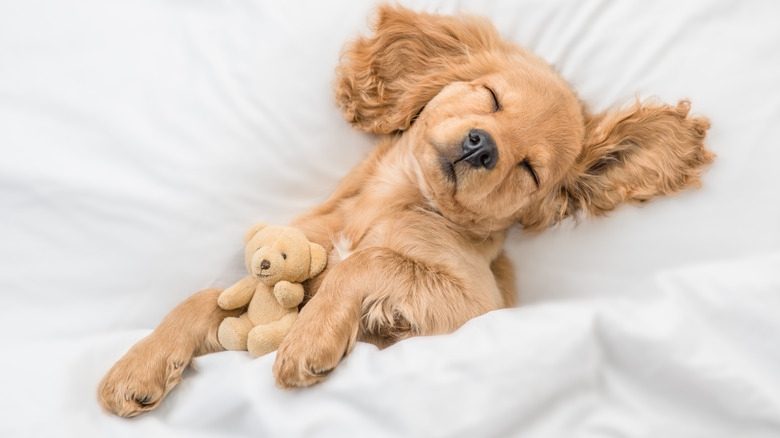 Puppy sleeping with toy