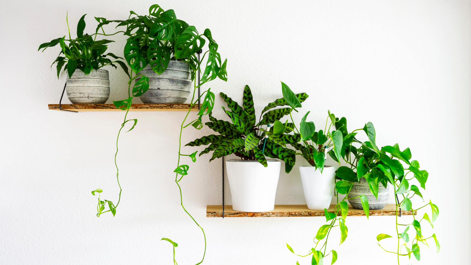 Do Plants Really Purify Your Air?