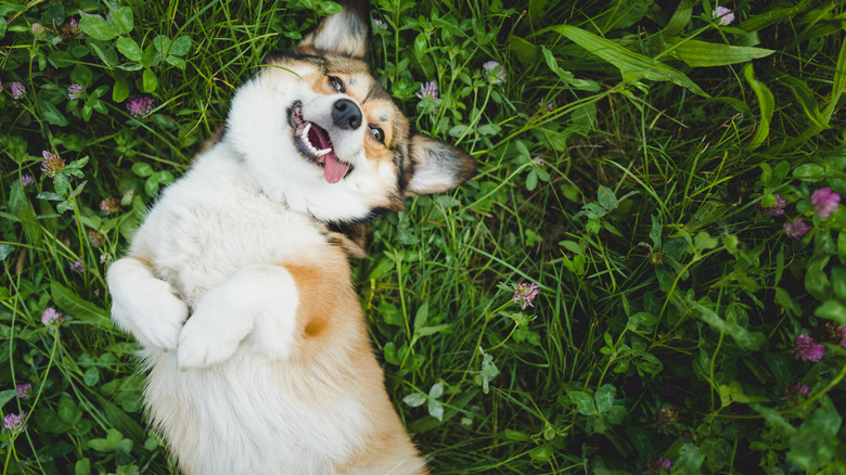 Pembroke Welsh Corgi smiling