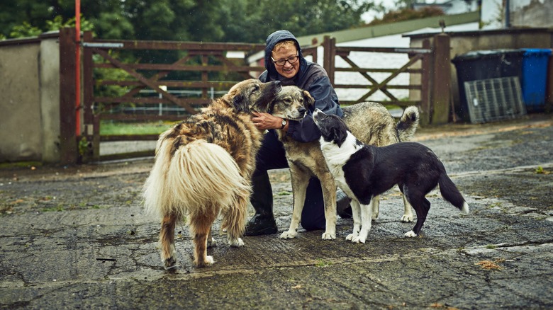 Excited dogs greeting woman