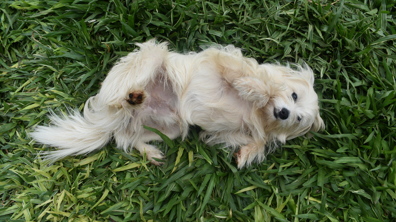 Fluffy white dog baring belly