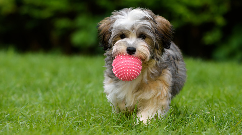 Dog carrying a ball