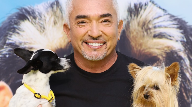 Cesar Millan holding two small dogs