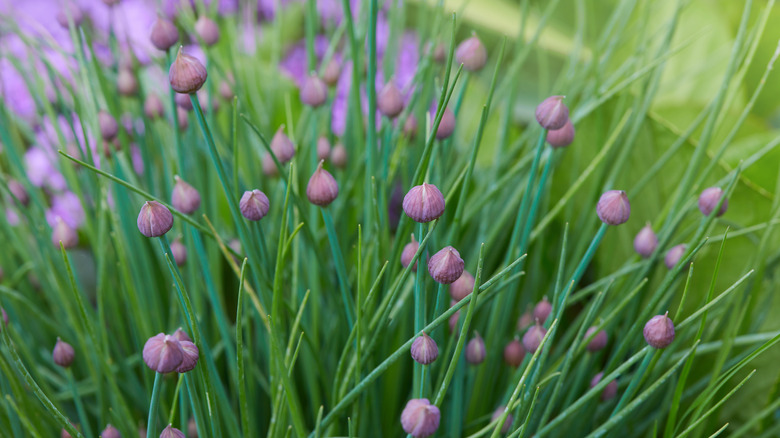 chives herb and flower bud