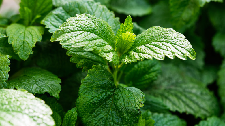 lemon balm plant