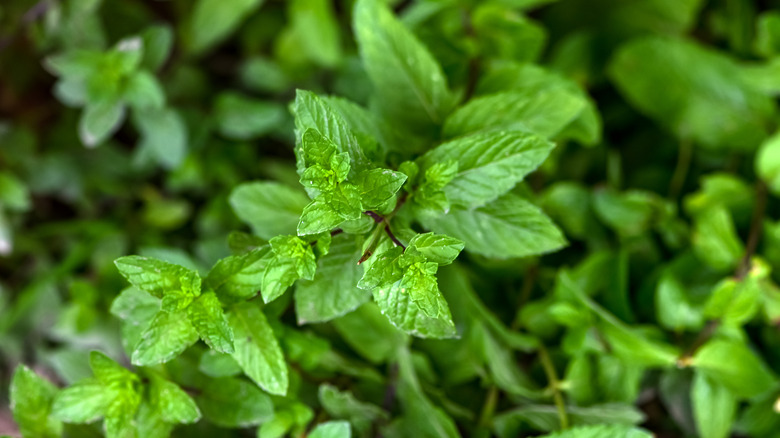 mint leaves