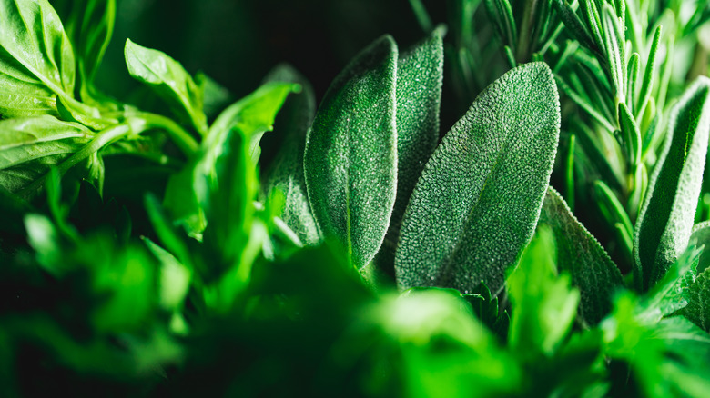 sage and thyme leaves