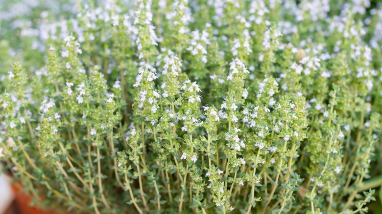 thyme leaves and flowers