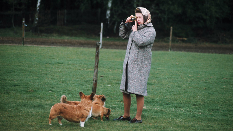 Corgis by Queen Elizabeth II snapping photo