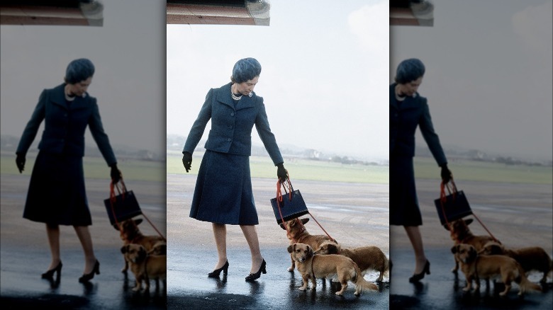 The queen walking three corgis