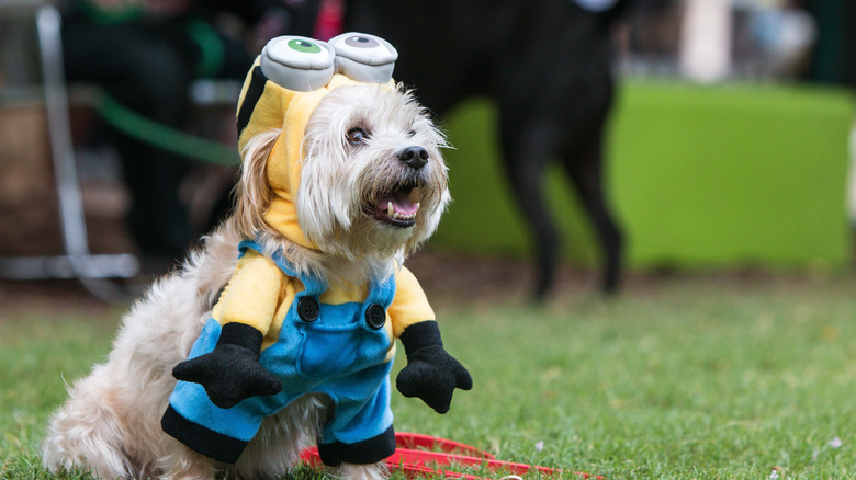 Dog wearing Minion costume