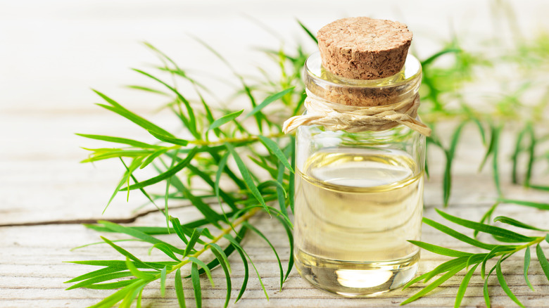 Tea tree twig essential oil