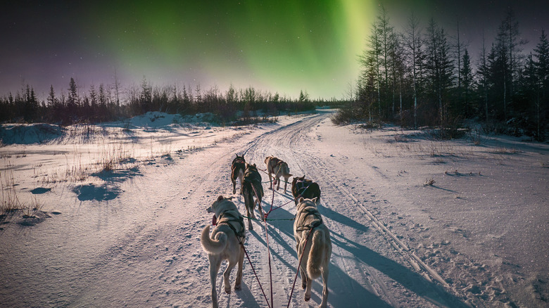 Dogs pull a sled by the Northern Lights