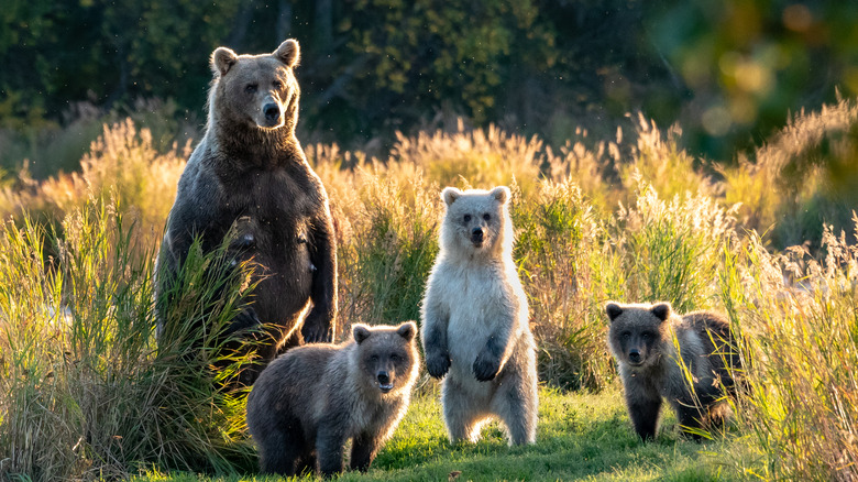 Bears standing in the tall grass