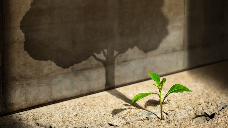 A plant with a shadow tree