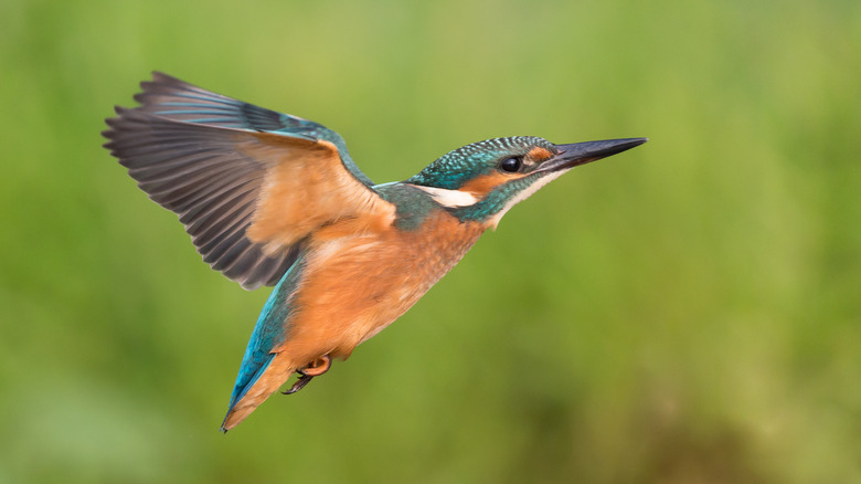 Kingfisher bird