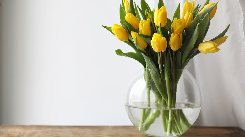 Yellow tulips 