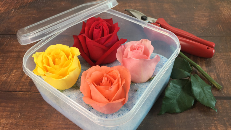 flowers preserved using silica gel