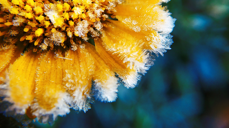 flower with frost on the petals