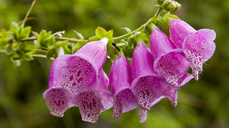 A branch of foxglove flowers