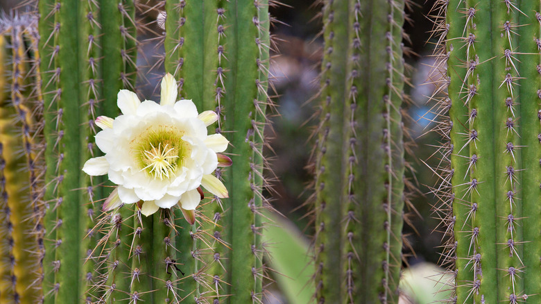 White flower growing on a cactus