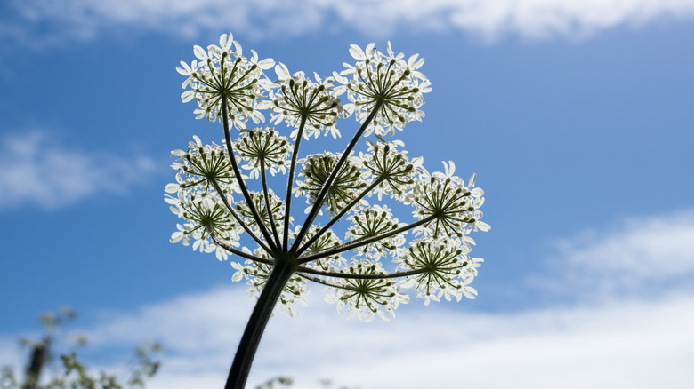 Queen Anne's lace as shot from below