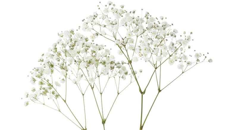 Clusters of baby's breath flowers