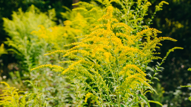 Goldenrod: A Plant That Makes us Whole | Lindsay Kolasa