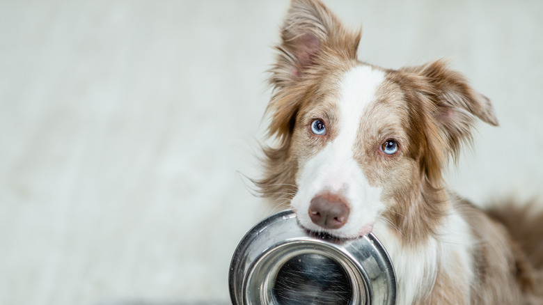 Border collie holding empty bowl