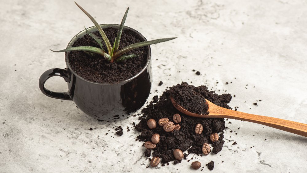 Used coffee grounds as pest repellent/fertilizer