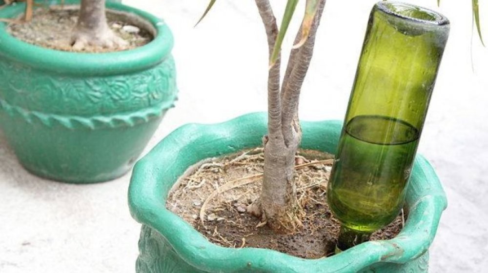 Wine bottle plant waterer