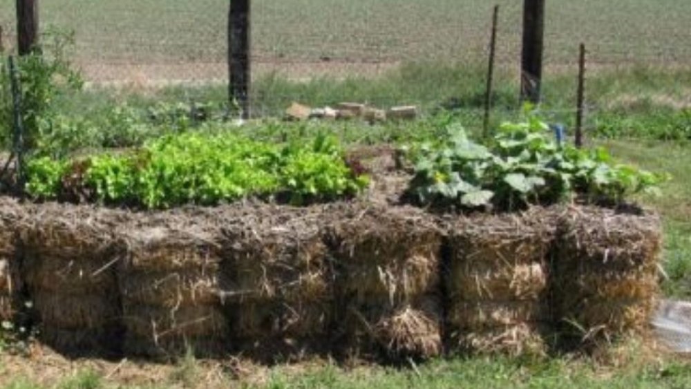 Straw bale garden