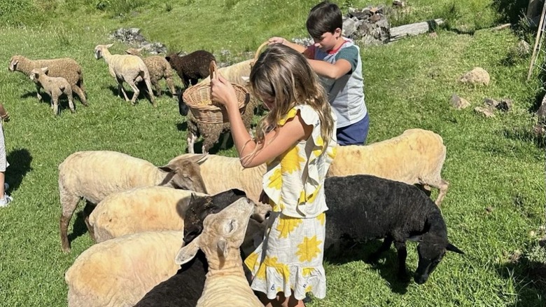 Vivian Brady feeding sheep