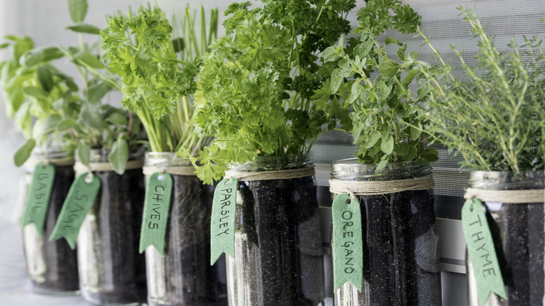 Herbs such as chives, sage, and thyme growing