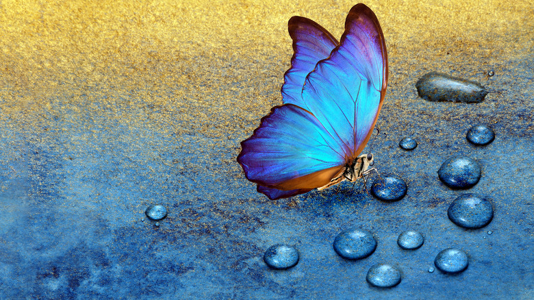 A blue and purple butterfly on a blue and gold background 