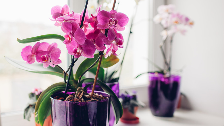 flowers in purple pot