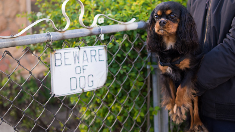 Cavalier King Charles Spaniel next to Beware of Dog sign