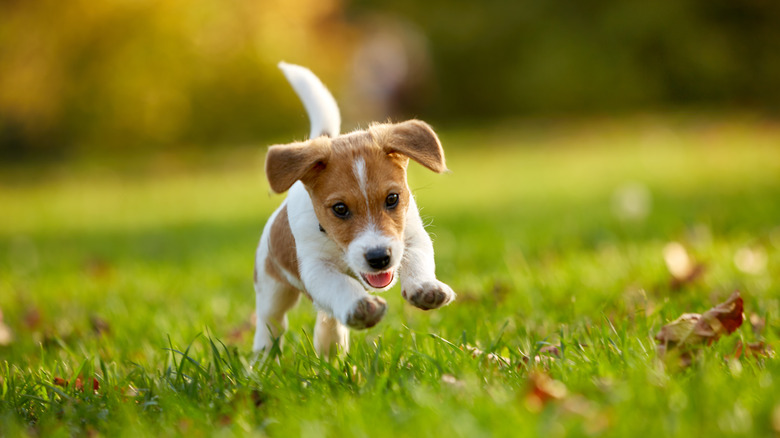 Jack Russell Terrier puppy playing outdoors