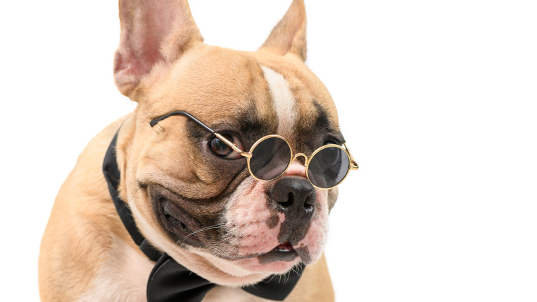 French bulldog in sunglasses and bow tie