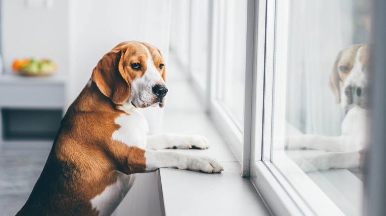 Dog looking out the window