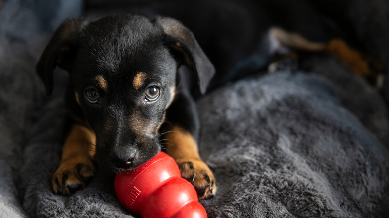 Puppy and his toy