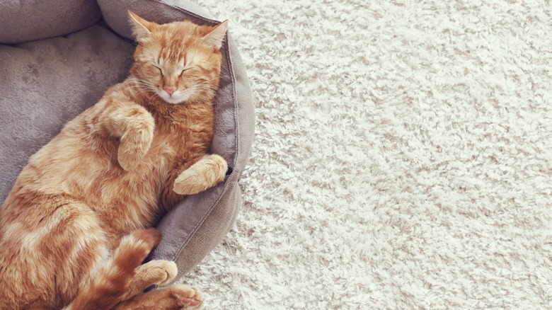 Cat in bed on carpet