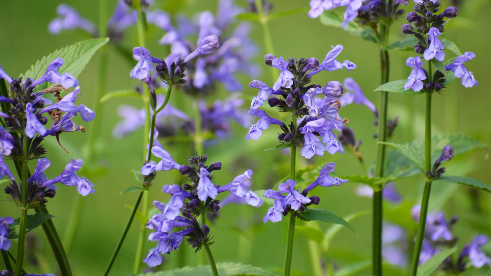 Here's How The Skullcap Herb Helps Calm Anxiety