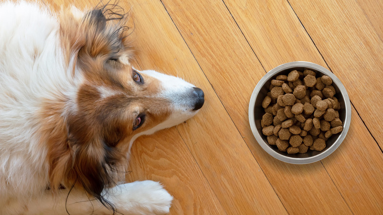 Dog feeling sick, looking at his food bowl