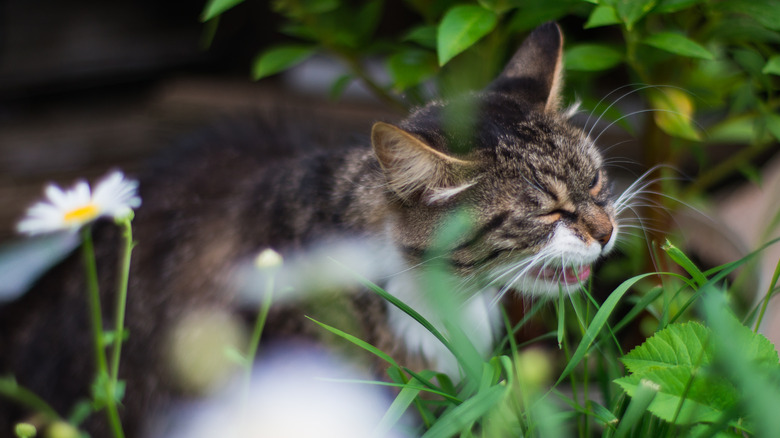 Cat sneezing in the grass
