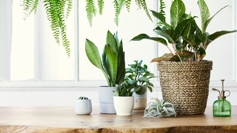 indoor plants on a table