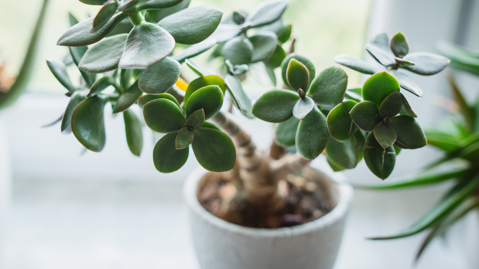 Here S How To Really Keep Your Houseplants Alive While On Vacation