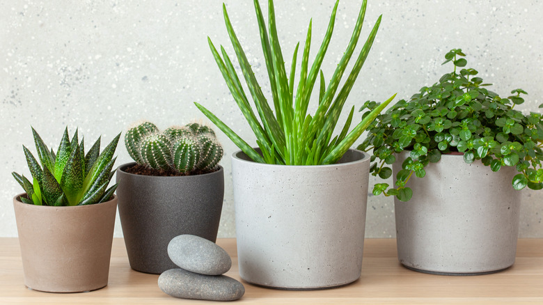 Various houseplants sitting in a row